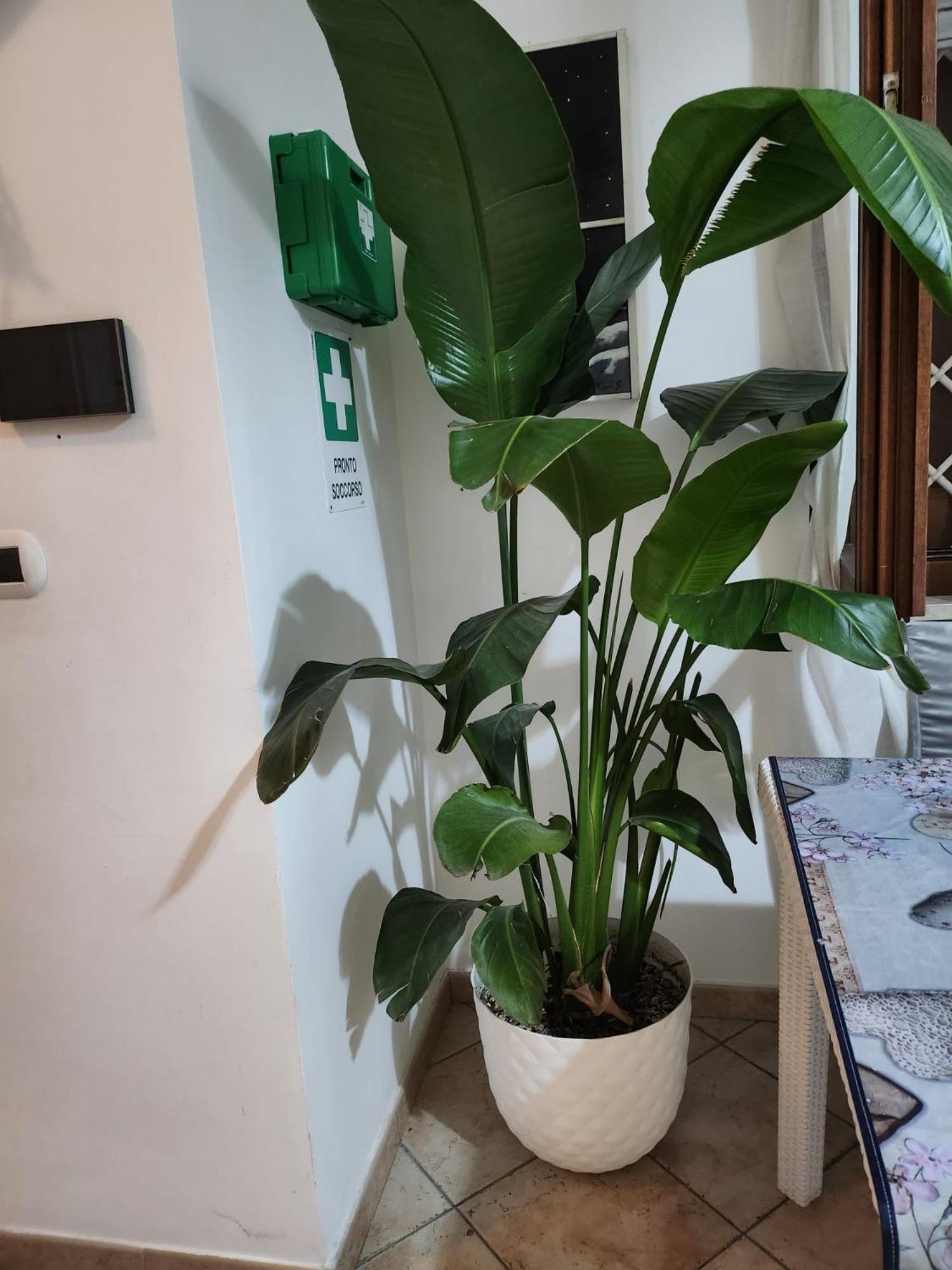 Emotions Bed & Breakfast Fiumicino Exterior foto